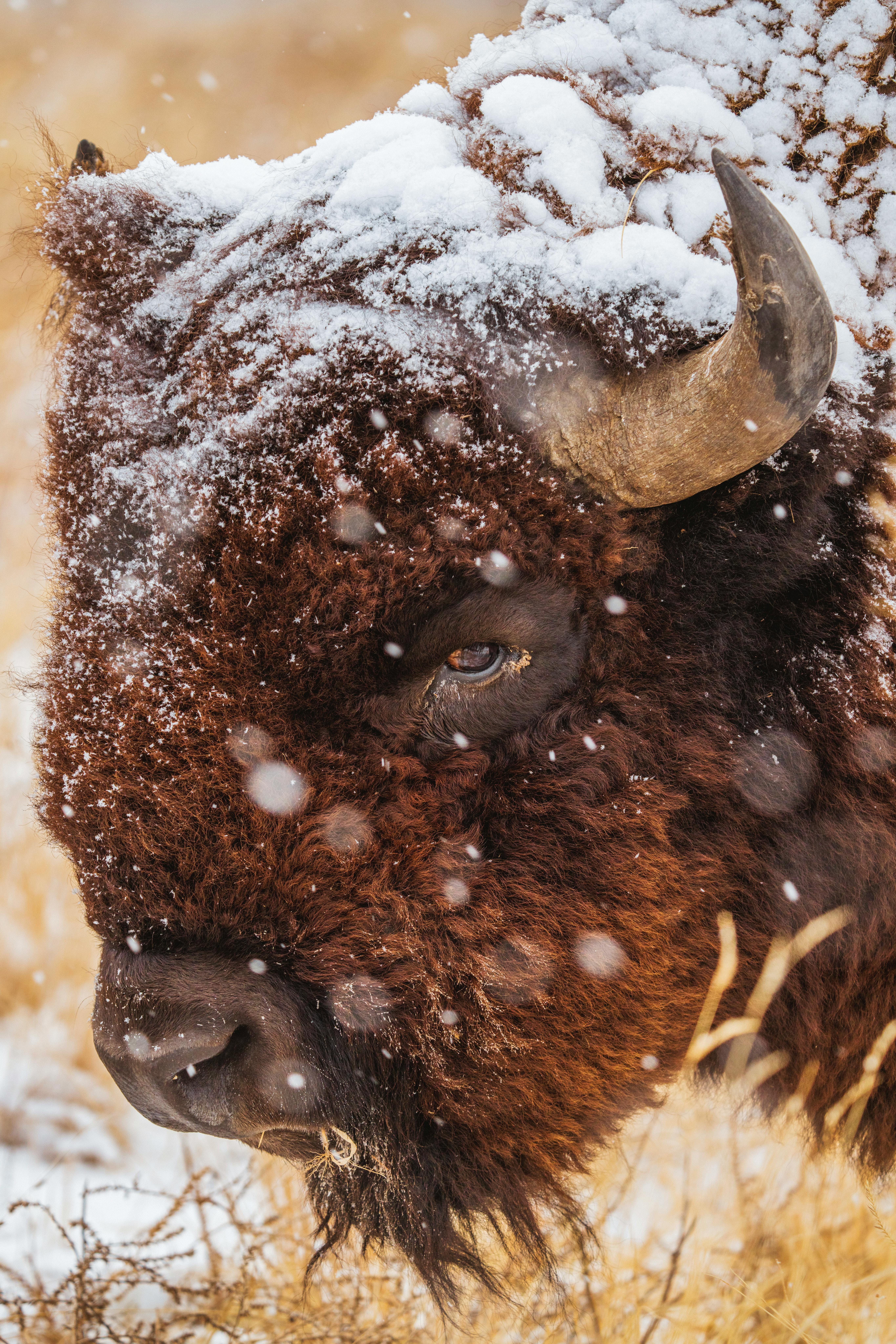 Buffalo in snow.